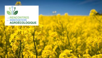 colza et agroécologie